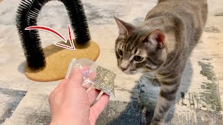 My Cat Tries CATNIP for the First Time [upl. by Buffum]