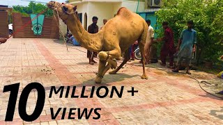 Angry Camel Qurbani by Anari Qasai on Eid ul Adha 2023 Day 1 [upl. by Apthorp]