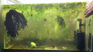 Scuds Daphnia Cherry Shrimp Copepods My aquatic food culture [upl. by Enomas503]