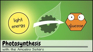 Photosynthesis UPDATED [upl. by Linc]