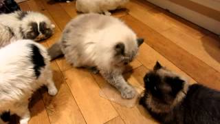 Funny catnip video [upl. by Ot]