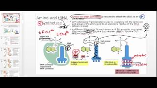 Aminoacyl tRNA Synthetase Part 1 [upl. by Nadnarb]