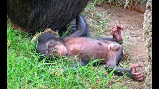 El bebé chimpancé recién nacido en BIOPARC Valencia se llamará COCO [upl. by Aiym871]