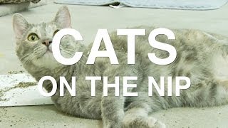 The 5 Stages of Catnip  Cats On The Nip [upl. by Reiners]