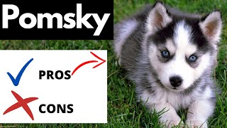 Pomsky Pros And Cons  Should You REALLY Get A POMSKY [upl. by Irtak498]