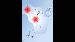 RNAse A The Ribonuclease A enzymatic reaction mechanism [upl. by Kenon723]