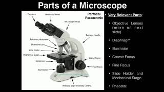 Lab Exercise 2 Microscopes and Cell Shapes [upl. by Etat]