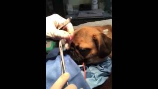 Cateract Surgery in Dog by Phacoemulsification [upl. by Essa]