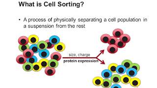 Cell Sorting Using Flow Cytometry [upl. by Nyladnohr151]