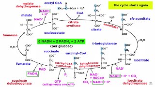 Cellular Respiration Part 2 The Citric Acid Cycle [upl. by Nata]