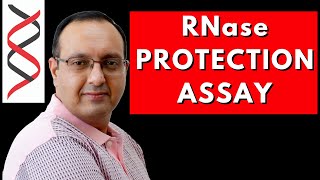 RNase Protection Assay  Transcriptome Analysis [upl. by Ergener]