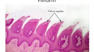 Histology Taste Buds and Lingual Papillae [upl. by Anhoj712]