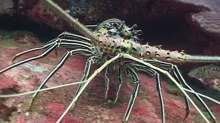 Crustaceans  Reef Life of the Andaman  Part 13 [upl. by Aislehc]