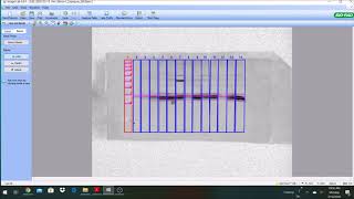 Quantifying Western Blot gels using BioRad Image Lab 6 [upl. by Sofie667]