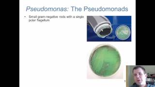 Chapter 20  Gram Negative Bacilli of Medical Importance [upl. by Ymia]