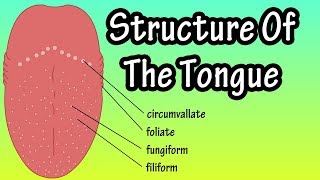 Structure Of The Tongue  Functions Of The Tongue  What Are Taste Buds [upl. by Hirst10]