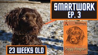 Boykin Spaniel Duck Dog Training With SMARTWORK PUPPY PROGRAM  Ep 3 [upl. by Omixam]