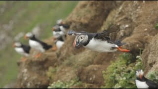 Slow Motion Puffins in Flight  Iceland  Lindblad ExpeditionsNational Geographic [upl. by Banna]