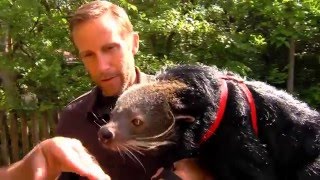 World Binturong Bearcat Day  Cincinnati Zoo [upl. by Riegel443]