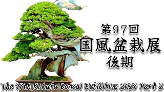 【盆栽】第97回 国風盆栽展 後期【Bonsai】The 97th Kokufu Bonsai Exhibition 2023 Part 2 [upl. by Asirralc854]