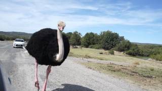 Funny ostrich [upl. by Nahguav]