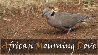 African Mourning Dove Bird Call  Collared Mourning Dove Bird Call  Kruger  Stories Of The Kruger [upl. by Held]