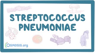 Streptococcus pneumoniae  an Osmosis Preview [upl. by Belldame]