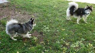 Mini pomsky tries to play with standard pomsky [upl. by Ronym]