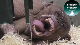 Jambo The Hairless Chimpanzee Is Getting Ready To Go To Sleep [upl. by Weinberg]