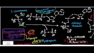 Aminoacyl tRNA Synthetase Class I Physiology Biochemistry and Mechanism [upl. by Mair]