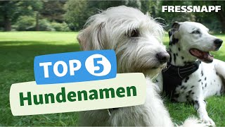 Top 5 Hundenamen Die beliebtesten Hundenamen [upl. by Delgado]