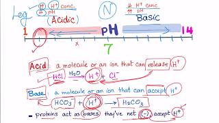 Acid Base Disorders part 2 acidosis vs acidemia [upl. by Yrnehnhoj131]