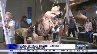 ROM installs worlds first preserved Blue Whale heart [upl. by Tati]