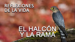 REFLEXION El HALCÓN Y LA RAMA Reflexiones de la vida para seguir adelante como ser mejor persona [upl. by Naujled]