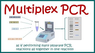 Multiplex PCR [upl. by Beffrey]