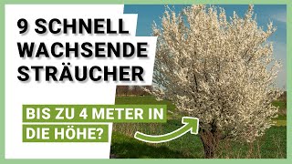 9 schnell wachsende Sträucher für mehr Privatsphäre im Garten [upl. by Nahtad]