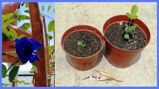 How to Grow Clitoria Ternatea Aparajita or Butterfly Pea from seed  scarifying method [upl. by Euqinehs50]