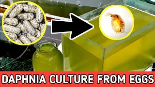 HOW TO HATCH DAPHNIA EGGS  HOW TO CULTURE DAPHNIA [upl. by Jacquette25]