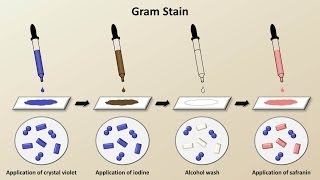 Classification of Bacteria Antibiotics  Lecture 1 [upl. by Shir]