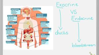 The Endocrine system [upl. by Sima]