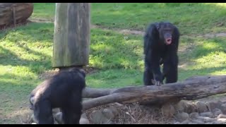 Chimpanzee sounds  Common Chimpanzee Pan troglodytes making Chimp noises [upl. by Rosario]