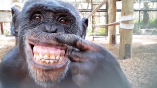 Chimpanzees React to Their Reflections in a Mirror [upl. by Ashwin]