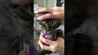 Cat Feasts On Catnip As Owner Tries To Stop Them  1169329 [upl. by Sima456]