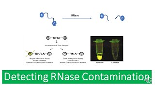 Ribonuclease RNAse  Properties of RNases RNAse Contamination and Detecting RNase Contamination [upl. by Ahsyekat]