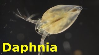 Daphnia [upl. by Tommy558]