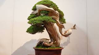 96th Kokufu Bonsai Show Tokyo Japan 2022 1st Part [upl. by Jerad]