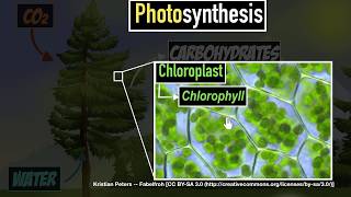 Photosynthesis  Life processes  Biology  Khan Academy [upl. by Retsbew]