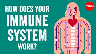 How does your immune system work  Emma Bryce [upl. by Emma]