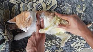 Easy Treatment For Paralyzed Kitten At Home  Walk In 1 Week [upl. by Mccowyn]