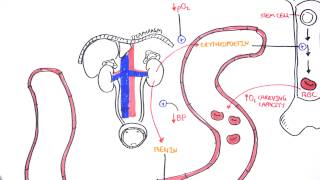 Endocrinology  Renal Hormones [upl. by Oigres]